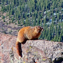 Marmot on a ridge